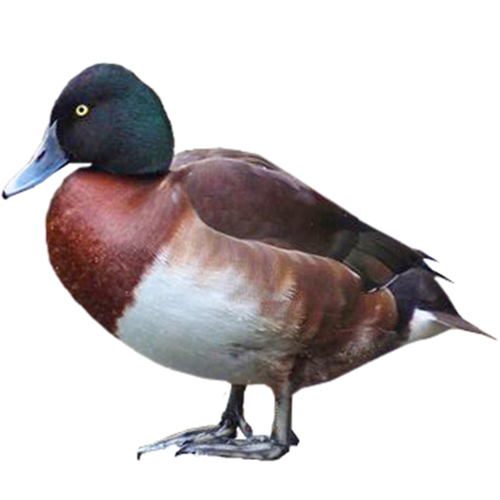 Baer's Pochard Duck